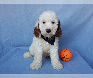 Goldendoodle (Miniature) Puppy for sale in MILLERSBURG, OH, USA
