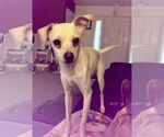 Small #2 Chihuahua Mix