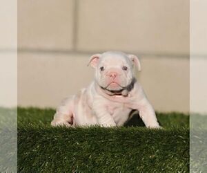English Bulldog Puppy for sale in MIAMI BEACH, FL, USA