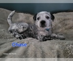 Puppy Chase Australian Cattle Dog