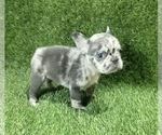 Small Photo #4 French Bulldog Puppy For Sale in PORTLAND, OR, USA