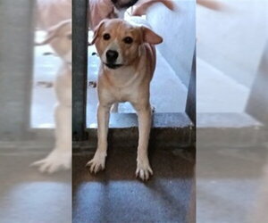 Mutt Dogs for adoption in San Bernardino, CA, USA