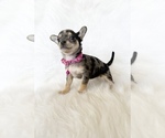 Small #8 Chihuahua