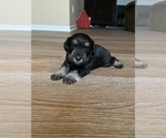 Small Photo #1 Schnauzer (Miniature) Puppy For Sale in JEFFERSON, GA, USA