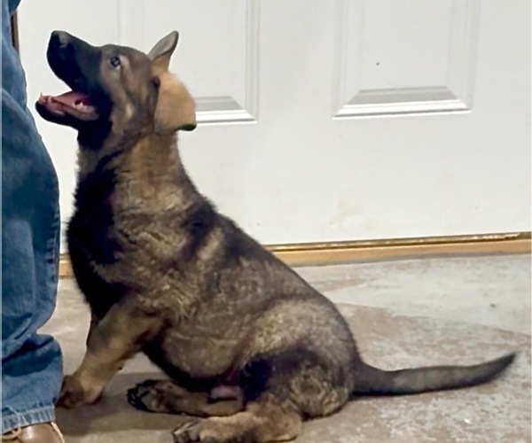 Medium Photo #12 German Shepherd Dog Puppy For Sale in BRIGHTON, CO, USA