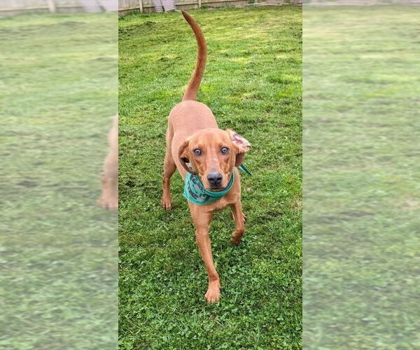 Medium Photo #2 Unknown-Vizsla Mix Puppy For Sale in Aurora, IN, USA