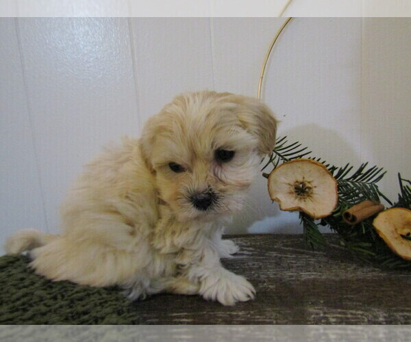 Medium Photo #23 Maltipoo (Miniature) Puppy For Sale in SUGARCREEK, OH, USA