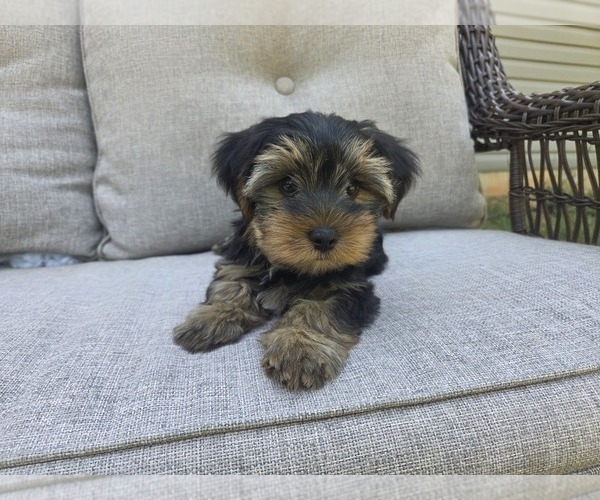 Medium Photo #31 Yorkshire Terrier Puppy For Sale in RHOADESVILLE, VA, USA