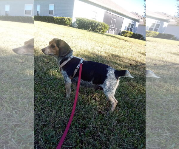 Medium Photo #3 Beagle-Unknown Mix Puppy For Sale in Tampa, FL, USA