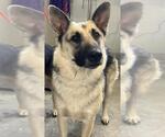 Small German Shepherd Dog