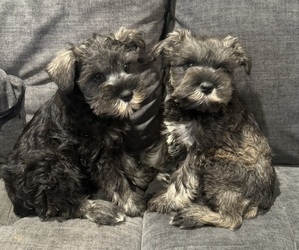 Schnauzer (Miniature) Litter for sale in JEFFERSON, OR, USA