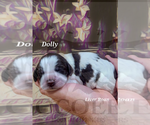 Puppy Dolly English Springer Spaniel