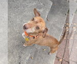 Small Photo #13 Chiweenie Puppy For Sale in Sandy, UT, USA