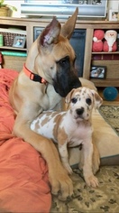 Great Dane Puppy for sale in MIDDLETOWN, CT, USA