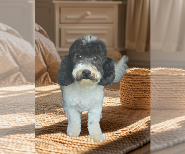 Medium Photo #1 Bichon Frise Puppy For Sale in Seaford, DE, USA