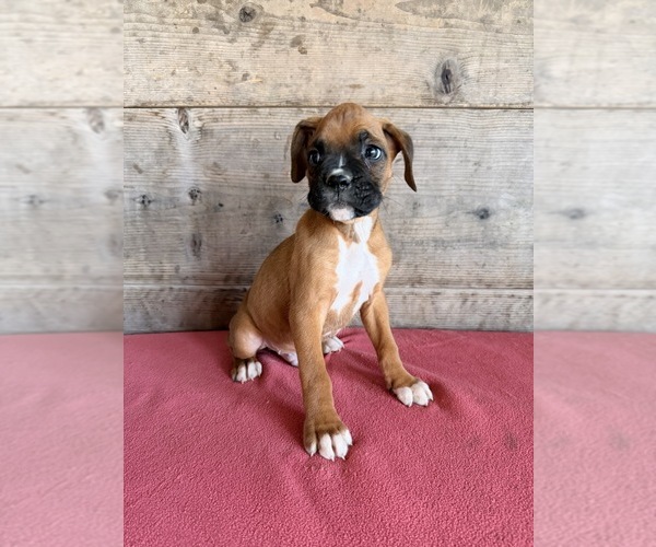 Medium Photo #6 Boxer Puppy For Sale in VERMONTVILLE, MI, USA