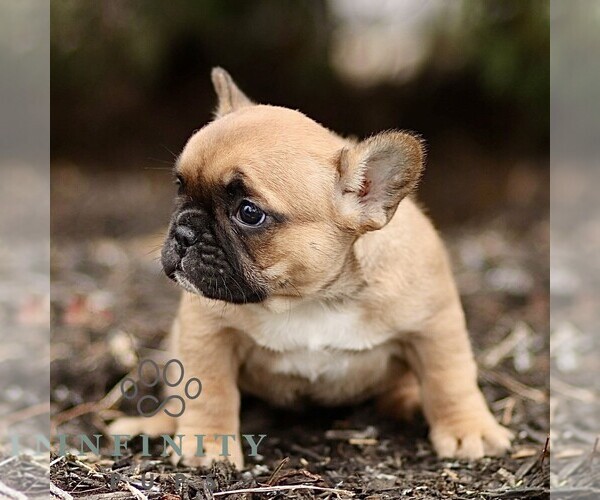 Medium Photo #2 French Bulldog Puppy For Sale in RONKS, PA, USA