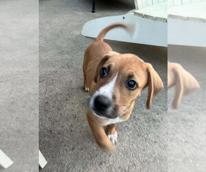 Doxle Dogs for adoption in Aurora, IN, USA