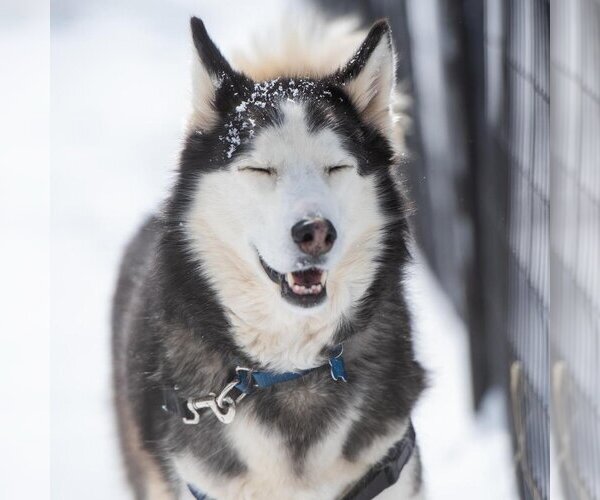 Medium Photo #180 Siberian Husky Puppy For Sale in Kanab, UT, USA