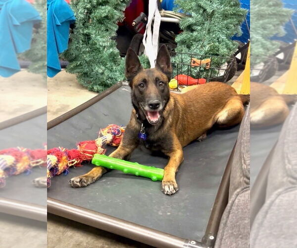 Medium Photo #6 Mutt Puppy For Sale in Imlay City, MI, USA