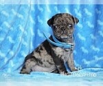 Small Photo #8 Jug-Pug Mix Puppy For Sale in LIBERTY, KY, USA