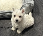 Puppy Puppy 1 orange West Highland White Terrier