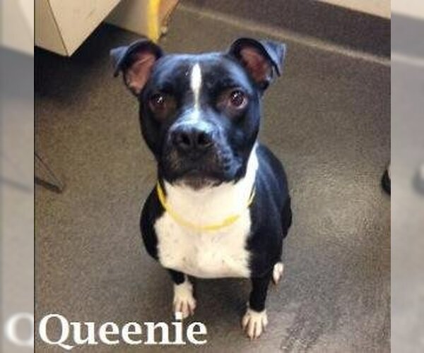 Medium Photo #5 American Pit Bull Terrier-Unknown Mix Puppy For Sale in Blacklick, OH, USA
