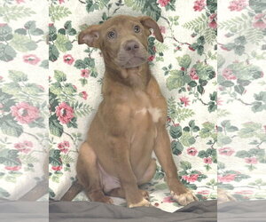 Mutt Dogs for adoption in Wetumpka, AL, USA