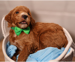 Small #2 Goldendoodle