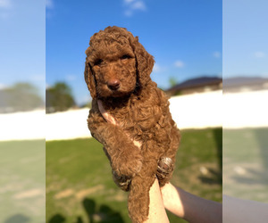 Poodle (Standard) Puppy for sale in MURFREESBORO, TN, USA
