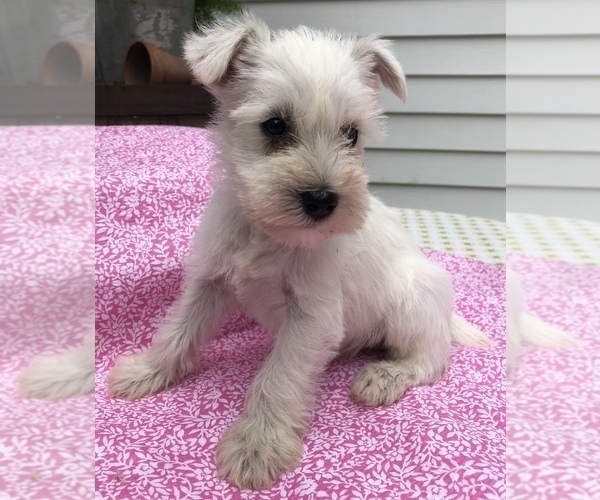 Medium Photo #2 Schnauzer (Miniature) Puppy For Sale in GOSHEN, IN, USA