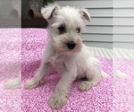 Small Photo #2 Schnauzer (Miniature) Puppy For Sale in GOSHEN, IN, USA