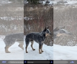 Small #5 Australian Cattle Dog
