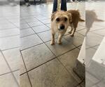 Small Chihuahua Mix
