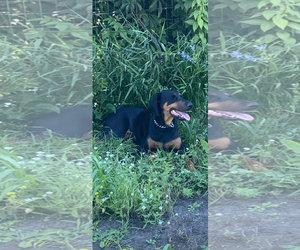 Doberman Pinscher Dogs for adoption in Minneaoplis, MN, USA
