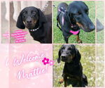 Small Black and Tan Coonhound