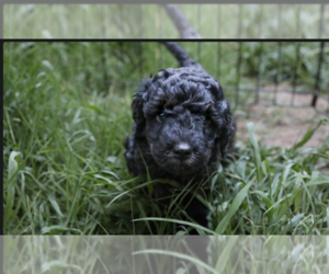 Medium Poodle (Miniature)