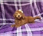 Small #2 Goldendoodle (Miniature)
