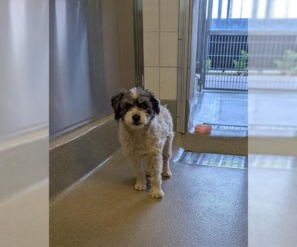 Medium Photo #1 Poodle (Miniature)-Unknown Mix Puppy For Sale in San Martin, CA, USA