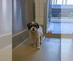 Small Poodle (Miniature) Mix