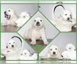 Image preview for Ad Listing. Nickname: Litter of 8