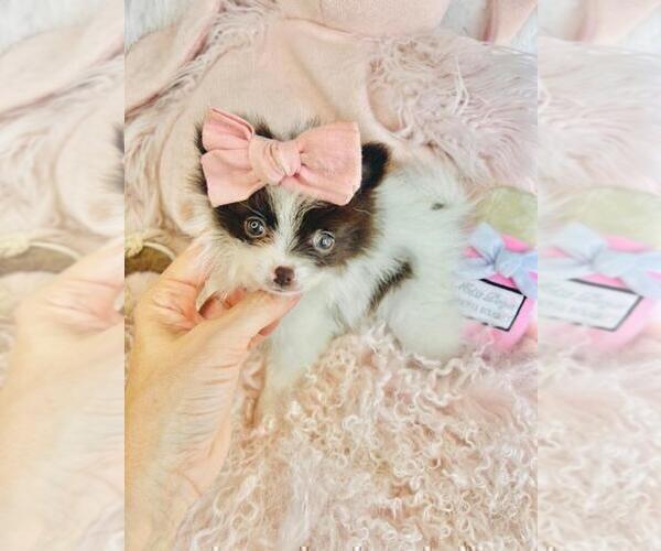 Medium Photo #26 Pomeranian Puppy For Sale in NEW YORK, NY, USA