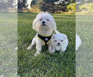 Mother of the Maltese puppies born on 08/23/2025
