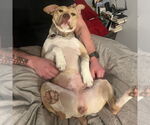 Small #5 American Pit Bull Terrier Mix
