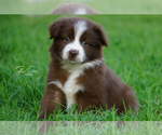 Small Photo #3 Miniature Australian Shepherd Puppy For Sale in HOUSTON, TX, USA
