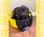 Small Photo #7 Labrador Retriever Puppy For Sale in BROWERVILLE, MN, USA