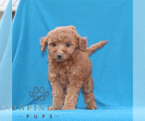 Medium Photo #3 Goldendoodle (Miniature) Puppy For Sale in AIRVILLE, PA, USA