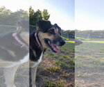 Small #5 German Shepherd Dog Mix