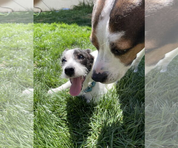 Medium Photo #7 Mutt Puppy For Sale in Escondido, CA, USA