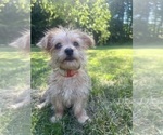 Small #4 Morkie